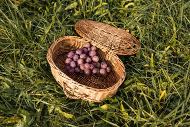 Bahçedeki yeşil çimlerin üzerindeki sepet üzümlü meyveleri kapatın. Yeşil bahar arka planına karşı yaz haftasonu açık hava. Yüksek kalite fotoğraf