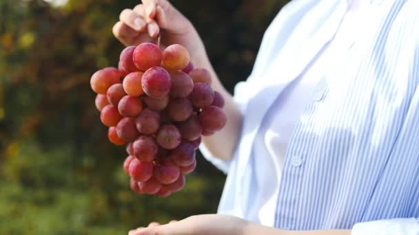 女の子の手のブドウのパンチ 白人の若い農夫とブドウの収穫 おいしい秋の自然デザート 農夫は新しく収穫された赤いブドウと協力して赤ワインを生産しています — ストック動画