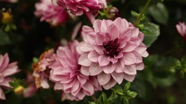 美丽的粉色花朵在清晨的后院花园 大自然 旅行的概念 阳光灿烂的一天 在自家花园的花朵中 优质Fullhd影片 — 图库视频影像
