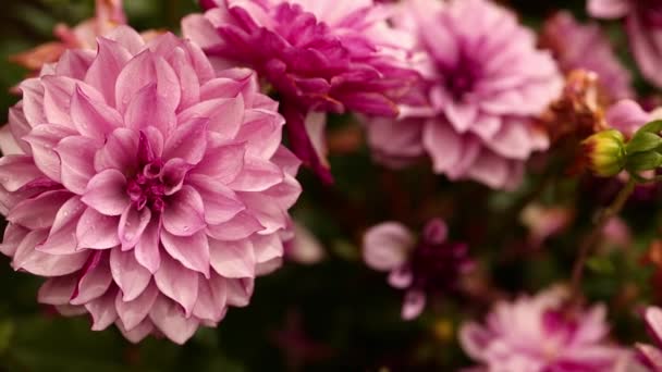 夏日的花园里 美丽的幻想 浅粉色的花朵绽放着 衣冠楚楚 令人赞叹的天国风景 浅浅的深度柔和的调子优质Fullhd影片 — 图库视频影像