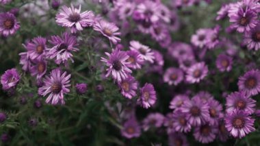 Hardy Chrysanthemums pembe çiçekleri yaz mevsiminde açık havada. Yumuşak seçici bir odak ile yakın plan. Doğanın güzelliğinin rüya gibi bir görüntüsü. Yüksek kaliteli FullHD görüntüler