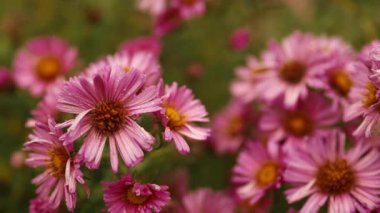 Hardy Chrysanthemums pembe çiçekleri yaz mevsiminde açık havada. Yumuşak seçici bir odak ile yakın plan. Doğanın güzelliğinin rüya gibi bir görüntüsü. Yüksek kaliteli FullHD görüntüler
