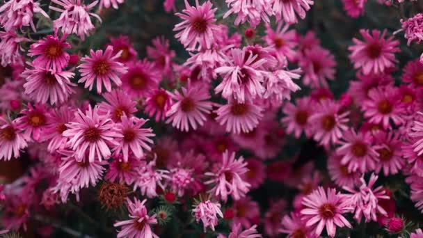 美丽的菊花在田野草甸的背景上绽放着粉红色的花朵 绽放的粉色花朵 浪漫柔和的艺术 优质Fullhd影片 — 图库视频影像