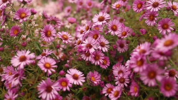 Hardy Chrysanthemums Pink Flowers Outdoors Summer Spring Close Soft Selective — Stock Video