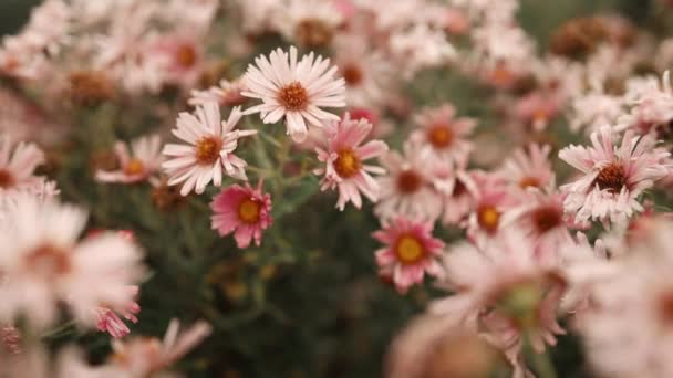 Härdiga Krysantemum Rosa Blommor Utomhus Sommaren Våren Närbild Med Mjuk — Stockvideo