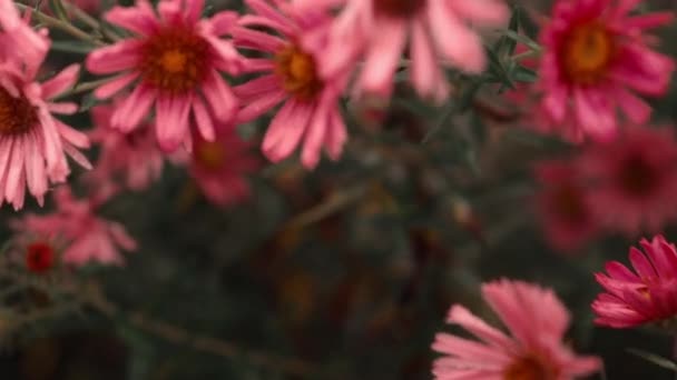 Hardy Chryzantemy Różowe Kwiaty Zewnątrz Lecie Wiosna Zbliżenie Miękkim Selektywnym — Wideo stockowe