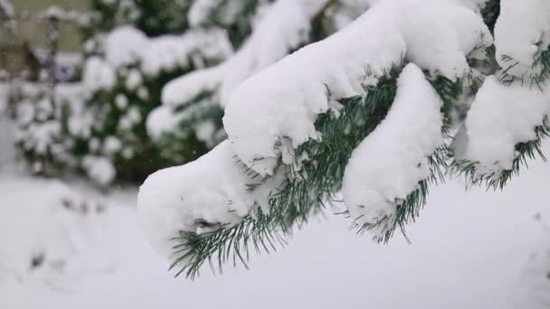 Zblízka Jedle Větve Pokryté Více Sněhu Rampouchy Ranním Zimním Lese — Stock video