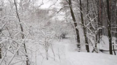 Kar yağışı sırasında don kaplı kuru bitkilerle kış atmosferik manzarası. Kış Noel arkaplanı. Yüksek kaliteli FullHD görüntüler