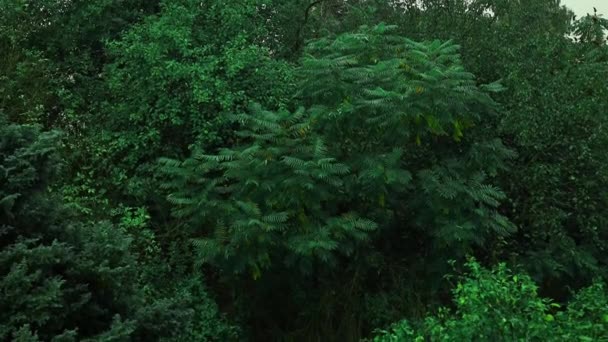 Erdőfák Esős Napokon Természet Zöld Háttér Kiváló Minőségű Fullhd Felvételek — Stock videók