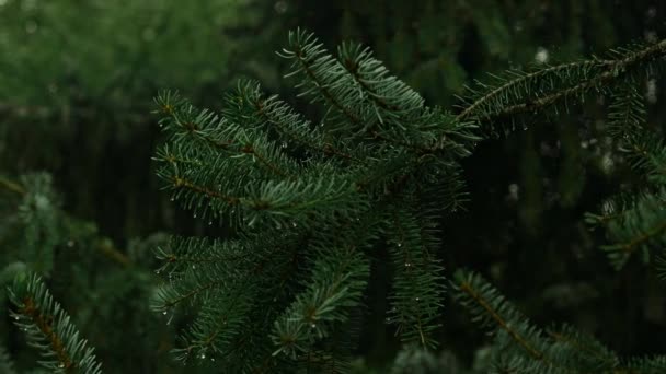 Fir Forest Trees Green Branches Pine Trees Twig Young Fir — Stock Video
