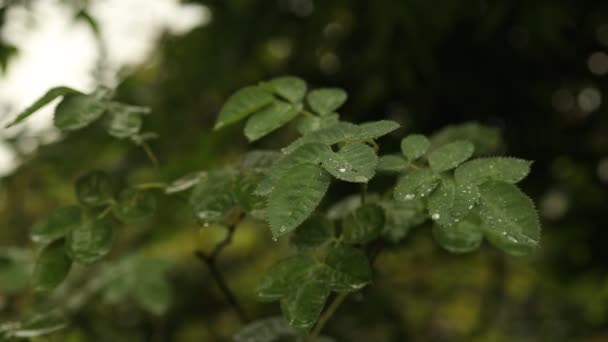 春のバックグラウンド自然な緑のバラの葉は 熱帯雨林での嵐の後に雨が降りました 雨が降った緑色の背景を残します 高品質のフルHd映像 — ストック動画
