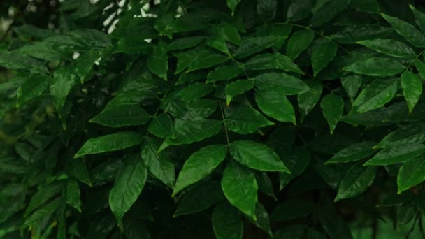 在黑暗的背景下 在森林里 春天的生态绿叶和雨后的水滴 绿叶在森林里闪烁着柔和的阳光 抽象纹理背景 优质Fullhd — 图库视频影像