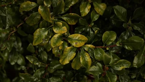 绿色热带叶背的创意自然景观 暗色自然概念 热带叶子 黑暗的色调 优质Fullhd影片 — 图库视频影像