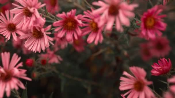 Витривалі Хризантеми Рожеві Квіти Відкритому Повітрі Влітку Навесні Крупним Планом — стокове відео