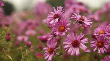 Hardy Chrysanthemums pembe çiçekleri yaz mevsiminde açık havada. Yumuşak seçici bir odak ile yakın plan. Doğanın güzelliğinin rüya gibi bir görüntüsü. Yüksek kaliteli FullHD görüntüler