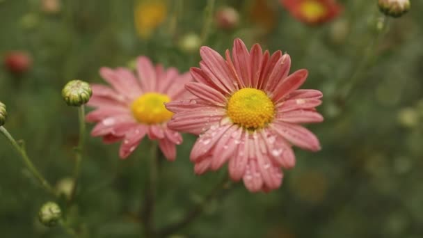 Crisantemos Resistentes Flores Color Rosa Aire Libre Primavera Verano Primer — Vídeos de Stock