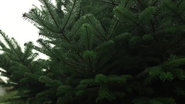 소나무의 쌍둥이 전나무 Twigs 고품질 Fullhd 비디오 — 비디오