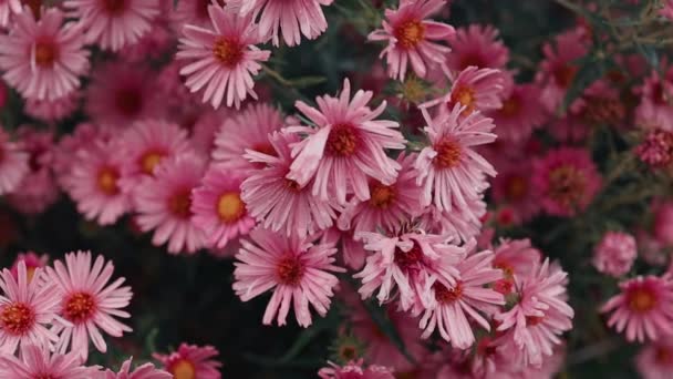 Hardy Chryzantémy Růžové Květy Venku Létě Jaro Zblízka Měkkým Selektivním — Stock video