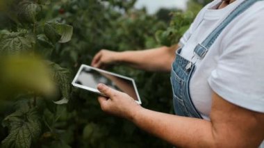 60 'ların beyaz kadın botanikçisi arka bahçedeki yaz bahçesinde ahududu bitkisini kontrol ediyor. Kadın çiftçi tablet bilgisayar kullanıyor, tarım sistemini kontrol ediyor ve işbirliği yapıyor.