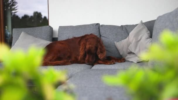 在夏天的后院 快乐可爱的爱尔兰塞特的肖像放松了 在沙发上享受着 家养宠物 优质Fullhd影片 — 图库视频影像