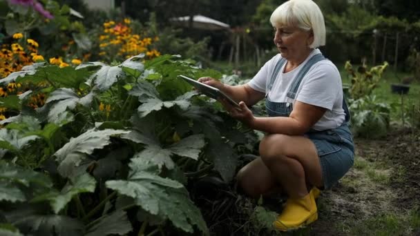 Donna Giardiniere Caucasico Anziani Anni Felici Serra Utilizzando Tablet Controllare — Video Stock