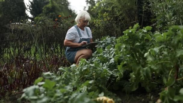 Happy 60S Ανώτερος Καυκάσιος Κηπουρός Γυναίκα Στο Θερμοκήπιο Χρησιμοποιώντας Tablet — Αρχείο Βίντεο