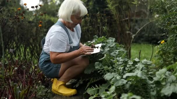 Happy 60S Senior Caucasian Gardener Woman Greenhouse Using Tablet Check — Vídeo de stock
