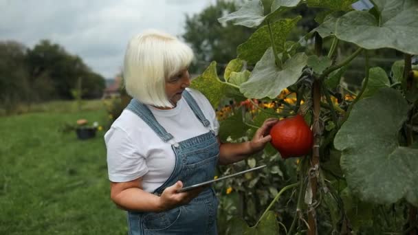 60S Senior Caucasian Woman Smart Farmer Organic Farm Agronomist Using — Stock Video