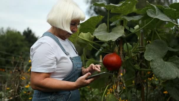 Mulher Branca Sênior Dos Anos Agricultor Inteligente Agrônomo Agrícola Orgânico — Vídeo de Stock