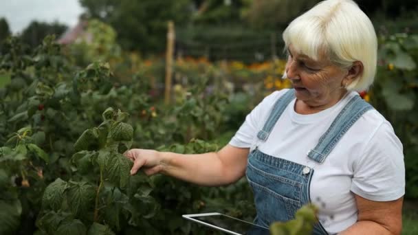 Ların Beyaz Kadın Botanikçisi Arka Bahçedeki Yaz Bahçesinde Ahududu Bitkisini — Stok video