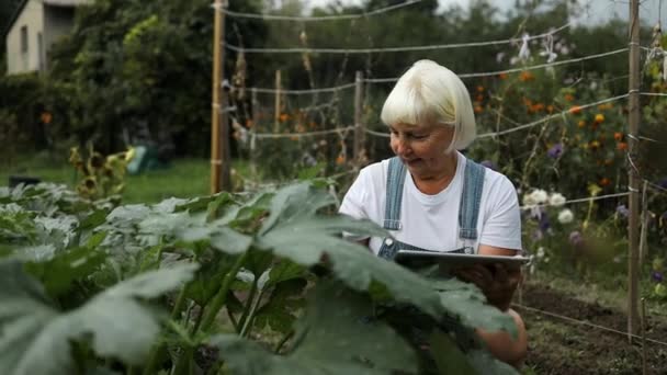 Happy 60S Senior Caucasian Gardener Woman Greenhouse Using Tablet Check — Stock Video