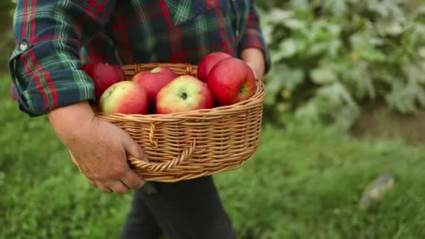 Vrouwelijke Boer Appelboomgaard Tuin Raapt Biologische Rijpe Appels Van Appelboom — Stockvideo