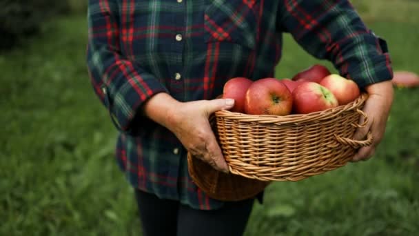 Vrouwelijke Boer Appelboomgaard Tuin Raapt Biologische Rijpe Appels Van Appelboom — Stockvideo
