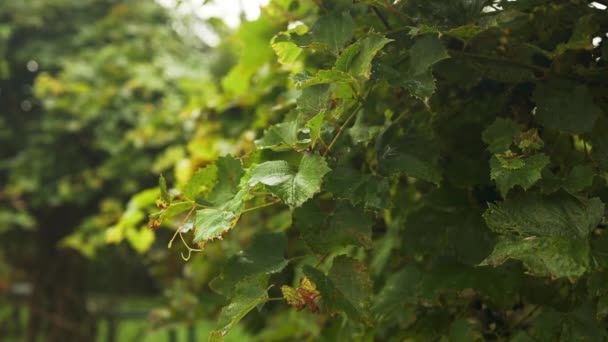 수확하는 분홍색 포도의 가지의 클로즈업 포도주 광고를 비오는 포도원 이탈리아요 — 비디오
