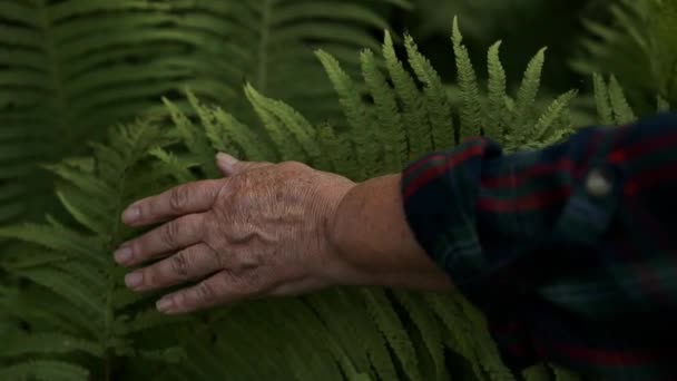 Μια Γυναίκα Περιποιημένο Χέρι Αγγίζει Απαλά Ένα Φυτό Φύλλα Μιας — Αρχείο Βίντεο