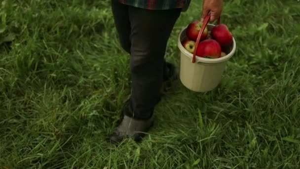 Boer Vrouw Hand Plukken Rijpe Biologische Appels Het Dragen Van — Stockvideo