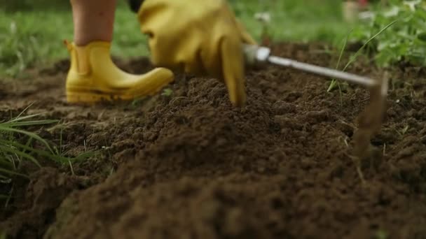 Tanınmayan Kadın Çiftçi Serada Toprak Yetiştirmek Için Toprağı Tırmıkla Hazırlıyor — Stok video