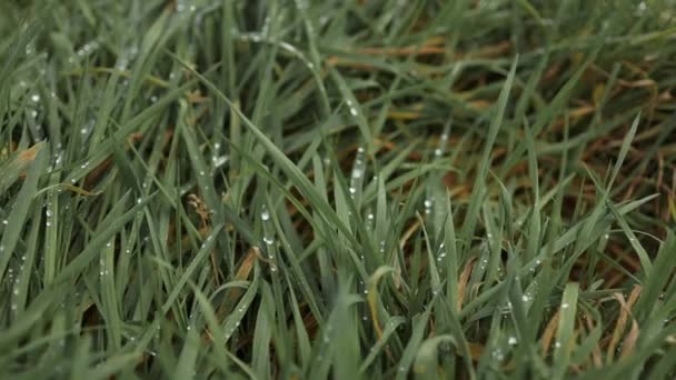 鲜绿色的草叶上有露珠夹 绿色草片上有露珠 绿色草片上有雨滴 闭路转弯 优质Fullhd影片 — 图库视频影像
