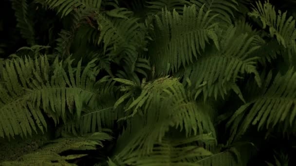 Zelené Kapradinové Listy Rostou Lese Fern Tropickém Lese Ekologický Koncept — Stock video