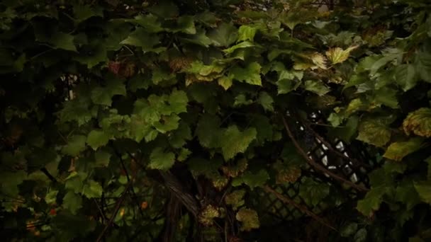 収穫中に熟したピンクのブドウの枝を閉じます 雨の日にワイン広告 Vineyardのための映像 イタリア 有機バイオフード 手作りワイン 高品質のフルHd映像 — ストック動画