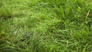 Çiy damlaları olan taze yeşil çimen, yeşil çimen görüntülerindeki çiy damlaları, yeşil çimen videosundaki yağmur damlaları. Yakından dön. Yüksek kaliteli FullHD görüntüler