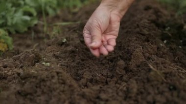 Yetişkin çiftçi ellerine yaklaş. Tohumları yavaşça gübrelenmiş toprağa dağıt. Ekme mevsimi. Çiftçilik ve ekme kavramı.