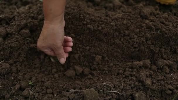 接近成熟的人类农民的手轻轻地将种子撒入肥沃的土壤中 播种季节 耕作和种植的概念 — 图库视频影像
