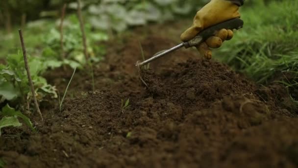 Mulher Agricultora Irreconhecível Preparando Solo Com Ancinho Para Cultivo Plantas — Vídeo de Stock