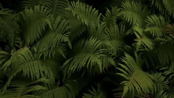 Farne Wald Bali Schöne Farne Blätter Grünen Laubs Nahaufnahme Schön — Stockvideo