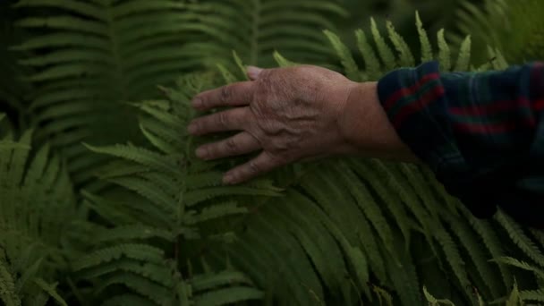 Kvinna Manikyrerad Hand Rör Försiktigt Växt Bladen Ormbunke Trädgård Sommaren — Stockvideo
