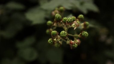 Dışarıda yetişen yeşil böğürtlen çalıları. Blackberry çiftliği. Böğürtlen çalılıkları. Yüksek kalite FullHD görüntüler.