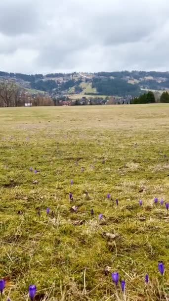 Field Spring Purple White Crocuses Blooming Sunny Spring Day Wind — Stock Video
