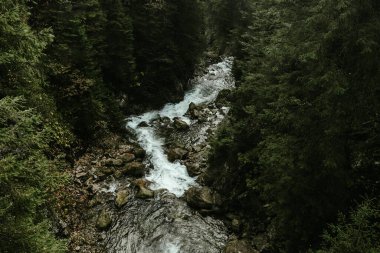 Kozalaklı ağaçların arasında güzel bir dağ nehri, güzel bir manzara. Yüksek kalite fotoğraf