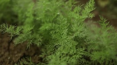 Yeşil dereotları bir sebze bahçesinde topraktan yetişir. Uzayı metin için kopyala. Dill, yapraklarının ve tohumlarının lezzet veren bir bitki ya da baharat olarak kullanıldığı Avrasya 'da yaygın olarak yetişir. Yüksek
